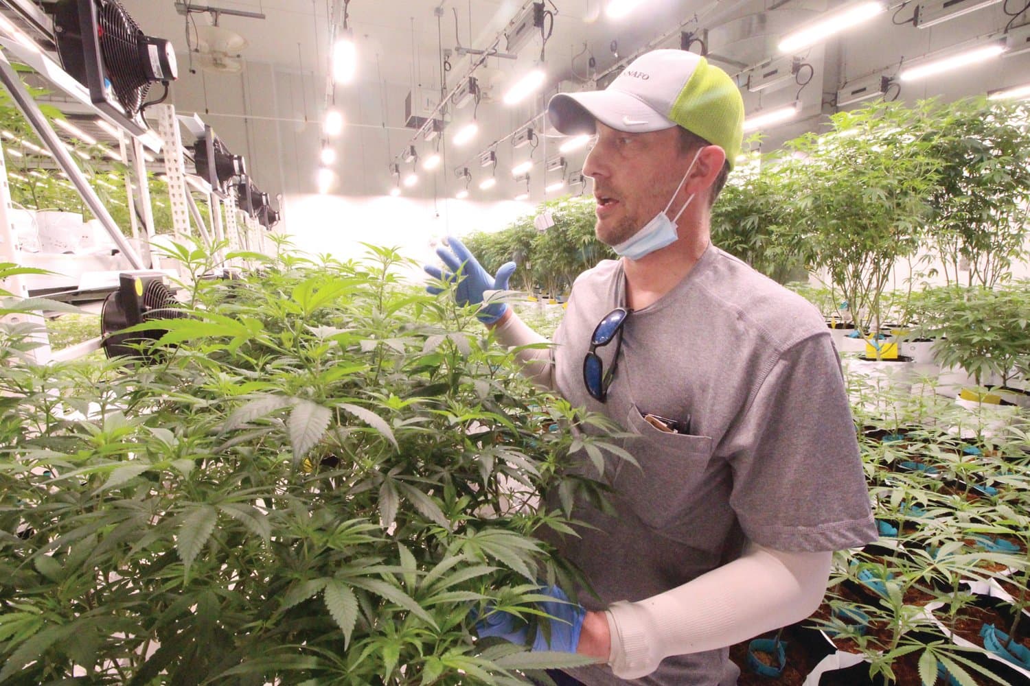Spezielle Strains entdecken und direkt Cannabis Samen bestellen