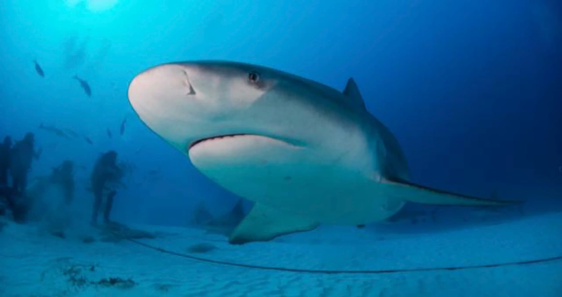 Deine Reise zu den Bullenhaie Mexiko beginnt bei DeepDiveMexico