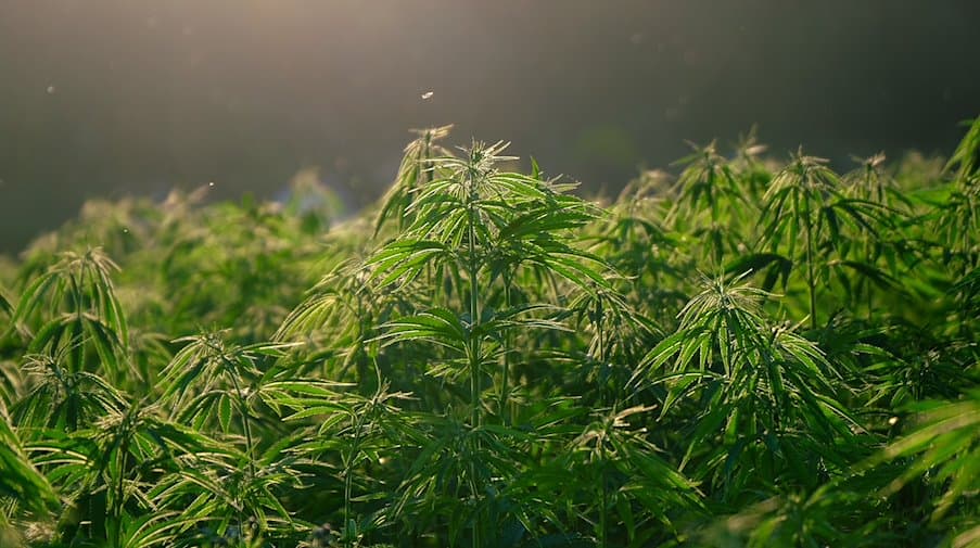 Tauchen Sie ein in das intensive Aroma von Cherry Zoap Autoflower