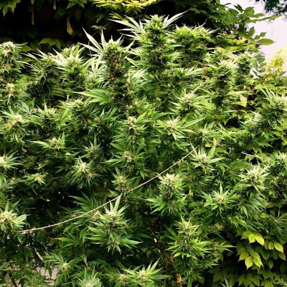 Cannabis Samen und Umweltschutz: Eine kritische Perspektive