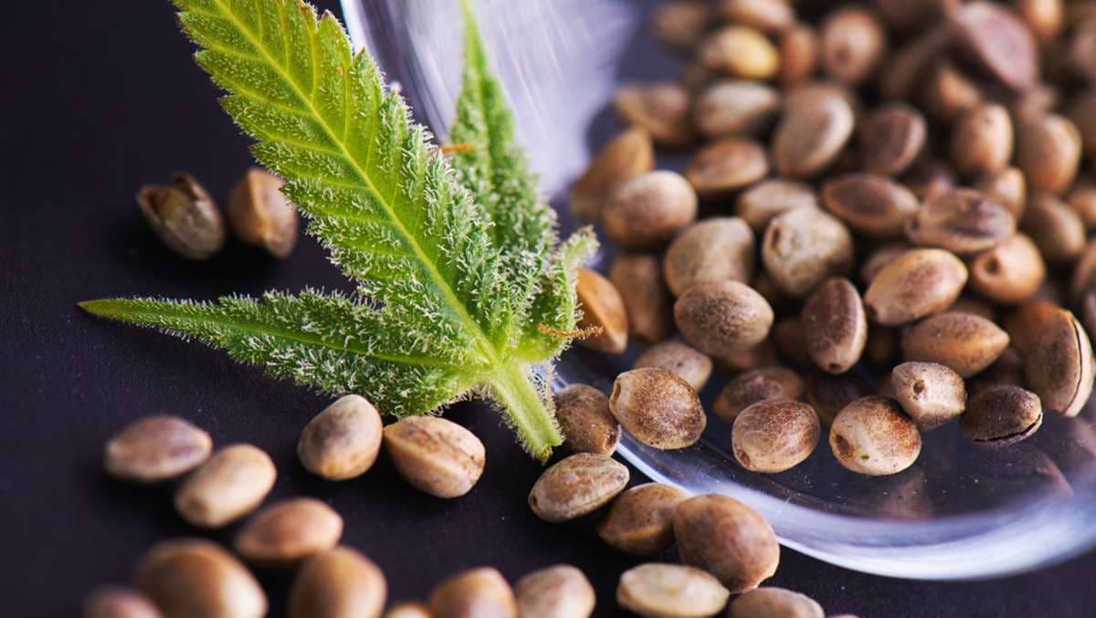 Autoflowering vs. Photoperiodische Cannabis Samen: Ein Vergleich